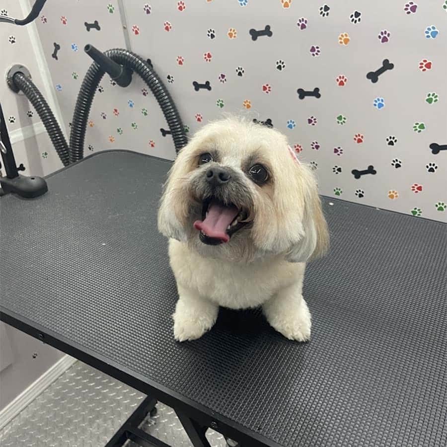 abc-mobile-grooming-fl-01-1