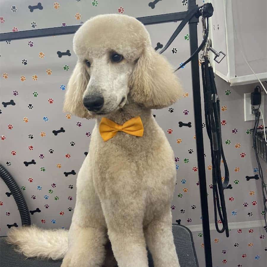 abc-mobile-grooming-fl-02-1