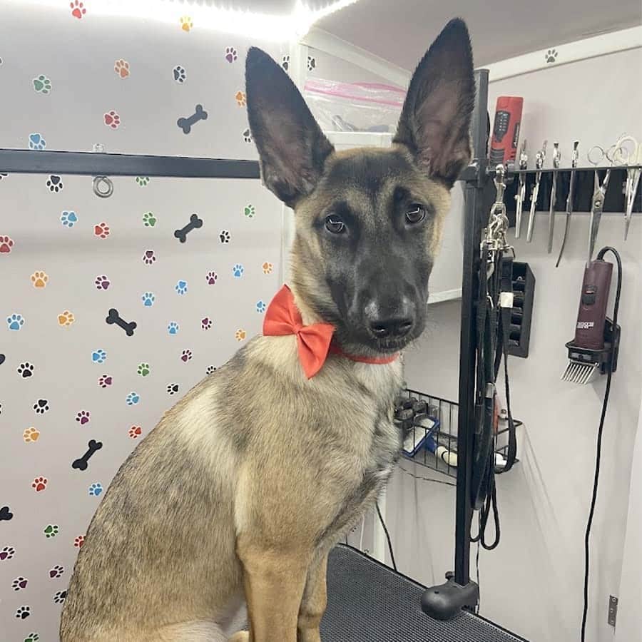 abc-mobile-grooming-fl-06-1
