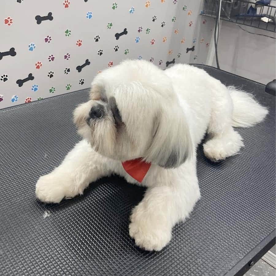 abc-mobile-grooming-fl-07-1